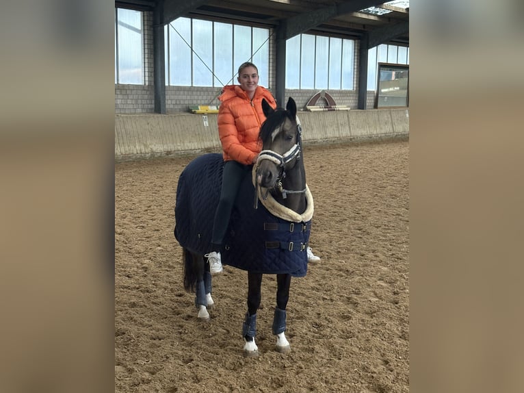 Pony tedesco Castrone 9 Anni 153 cm Pelle di daino in Ense