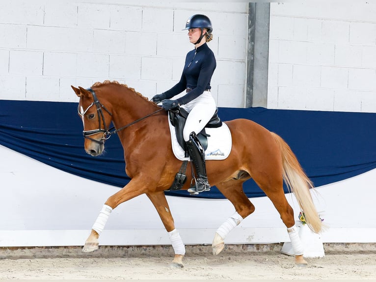 Pony tedesco Castrone 9 Anni 153 cm Sauro in Marsberg