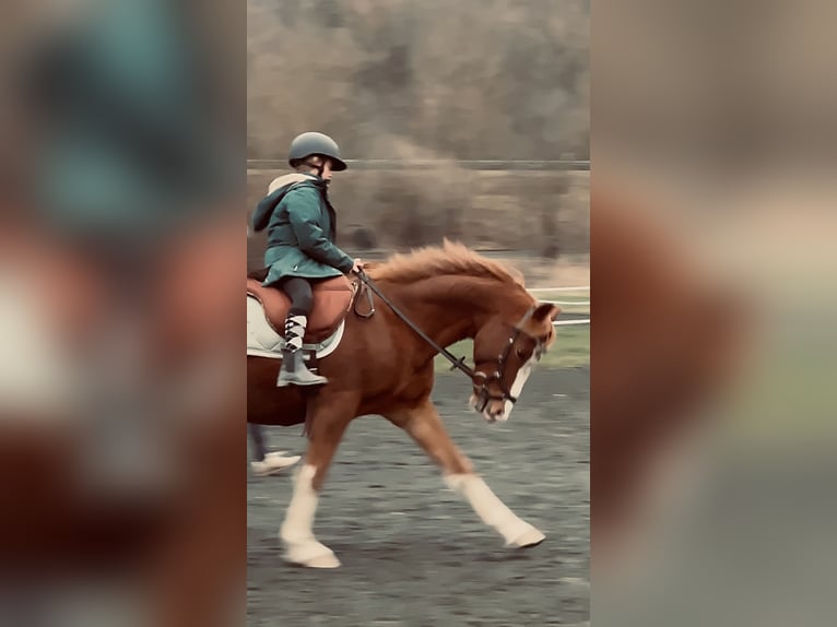 Pony tedesco Castrone 9 Anni 154 cm Sauro in Biedenkopf