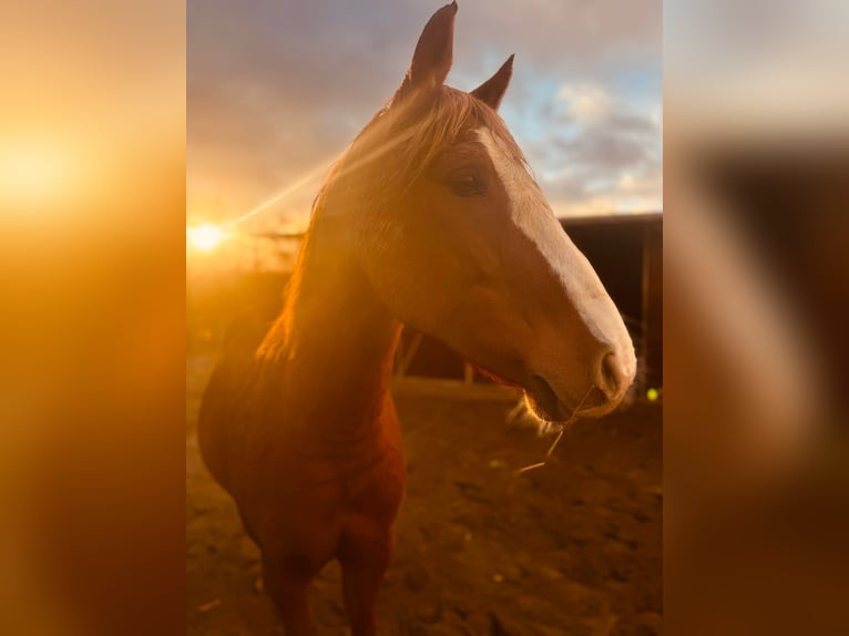 Pony tedesco Castrone 9 Anni 154 cm Sauro in Biedenkopf