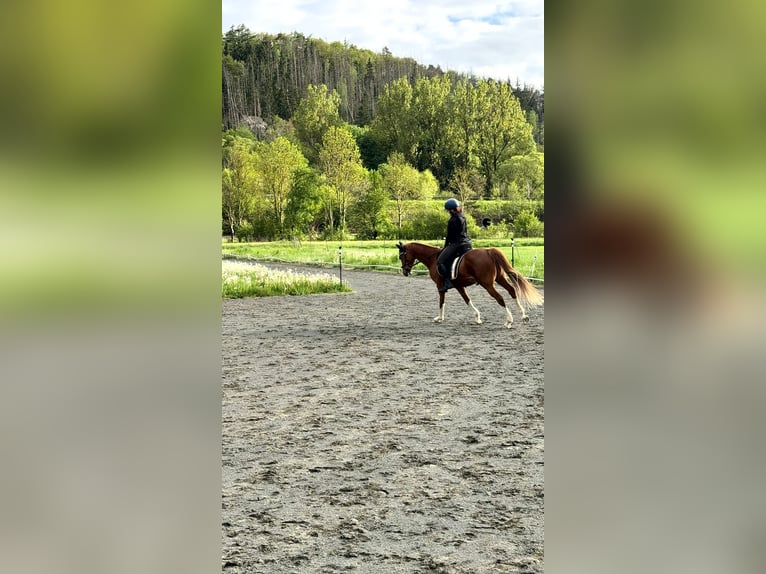 Pony tedesco Castrone 9 Anni 154 cm Sauro in Biedenkopf
