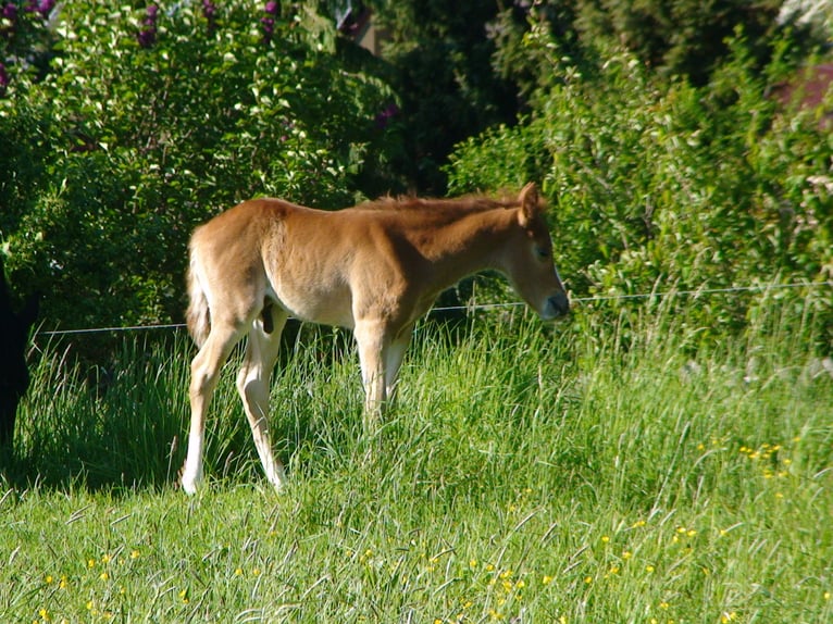 Pony tedesco Castrone 9 Anni 159 cm Sauro in Pirna