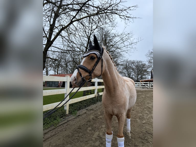 Pony tedesco Castrone 9 Anni 161 cm Palomino in Bakum