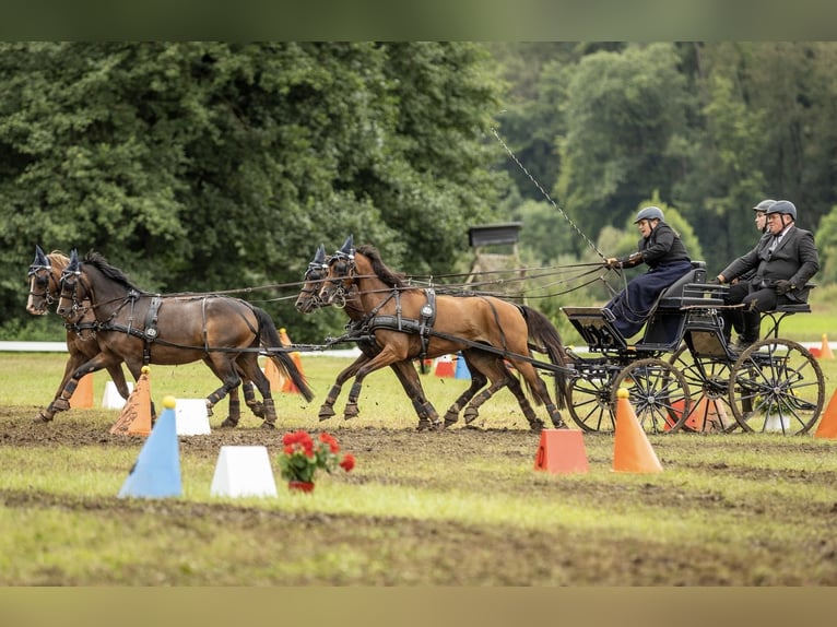 Pony tedesco Giumenta 10 Anni 134 cm Baio in Wilnsdorf