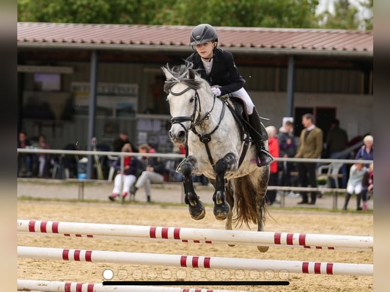 Pony tedesco Giumenta 10 Anni 137 cm Grigio in Warburg