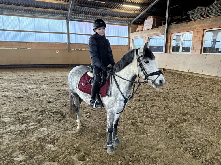 Pony tedesco Giumenta 10 Anni 137 cm Grigio in Warburg