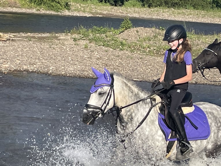 Pony tedesco Giumenta 10 Anni 137 cm Grigio in Warburg
