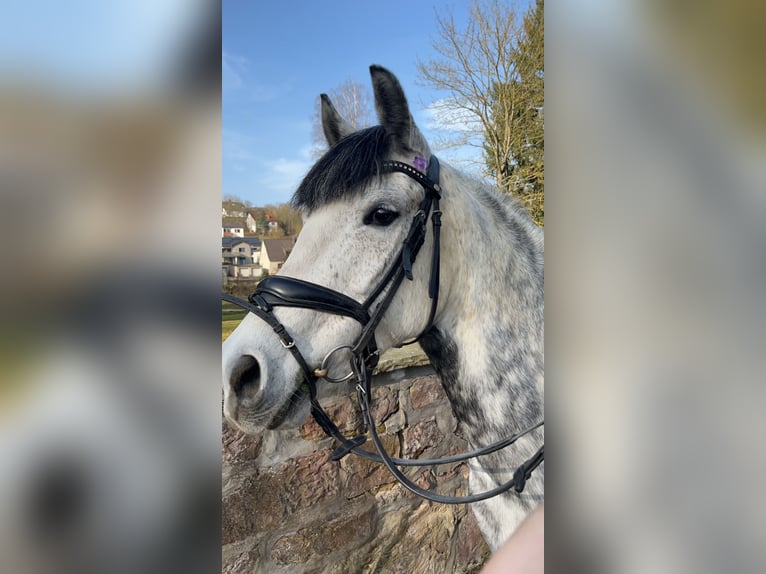 Pony tedesco Giumenta 10 Anni 137 cm Grigio in Warburg