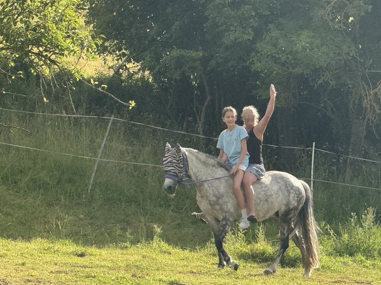 Pony tedesco Giumenta 10 Anni 137 cm Grigio in Warburg