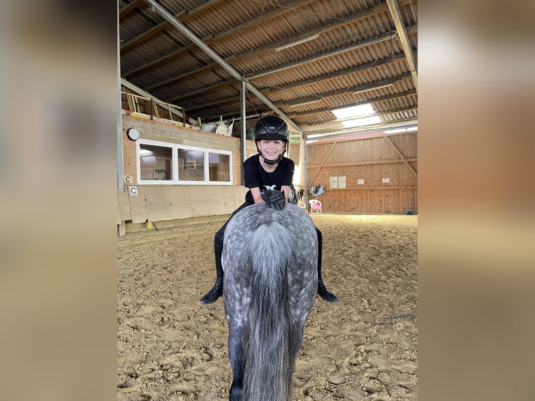 Pony tedesco Giumenta 10 Anni 137 cm Grigio in Warburg