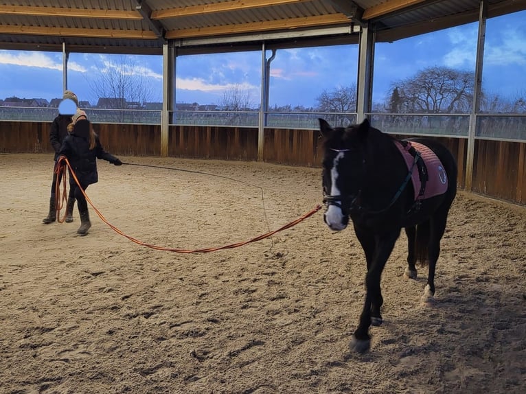 Pony tedesco Mix Giumenta 10 Anni 138 cm Morello in Hamburg