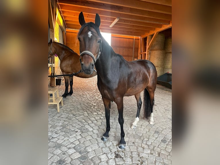 Pony tedesco Giumenta 10 Anni 140 cm Baio in Burgstädt