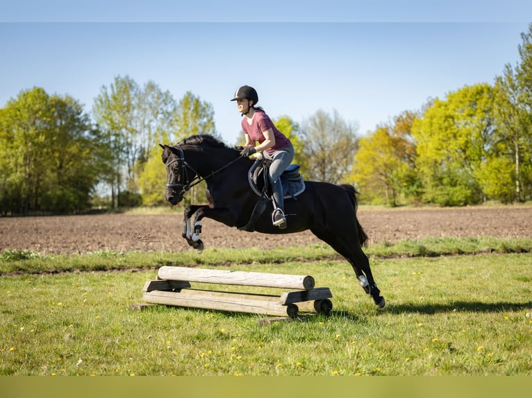 Pony tedesco Giumenta 10 Anni 140 cm Morello in Bremen