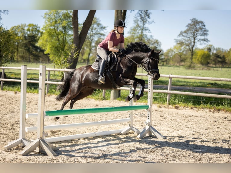 Pony tedesco Giumenta 10 Anni 140 cm Morello in Bremen