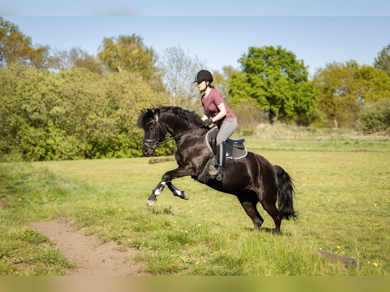 Pony tedesco Giumenta 10 Anni 140 cm Morello in Bremen