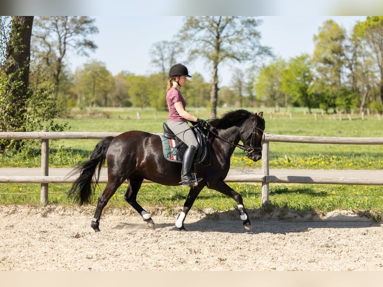 Pony tedesco Giumenta 10 Anni 140 cm Morello in Bremen