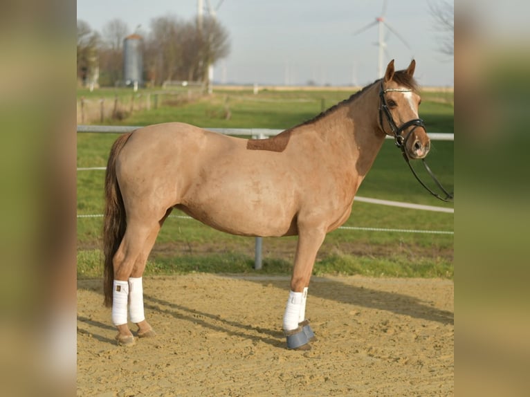 Pony tedesco Giumenta 10 Anni 140 cm Sauro in Geilenkirchen