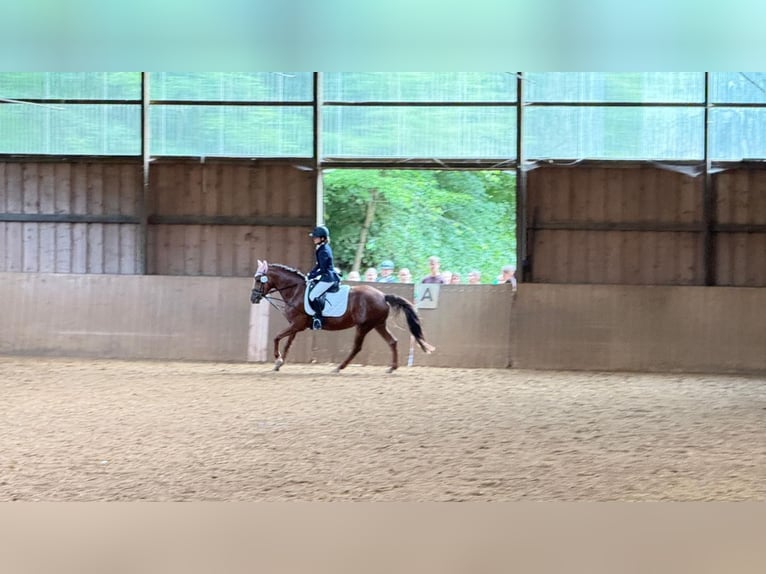 Pony tedesco Giumenta 10 Anni 142 cm Sauro in Gräfelfing