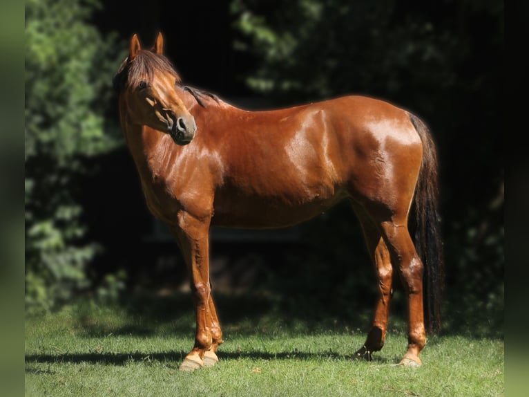 Pony tedesco Giumenta 10 Anni 142 cm Sauro in Gräfelfing