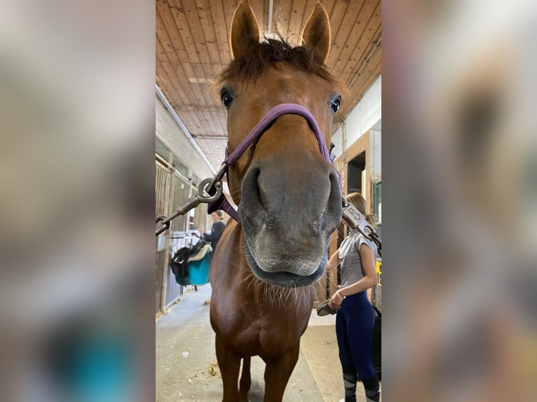 Pony tedesco Giumenta 10 Anni 142 cm Sauro in Gräfelfing