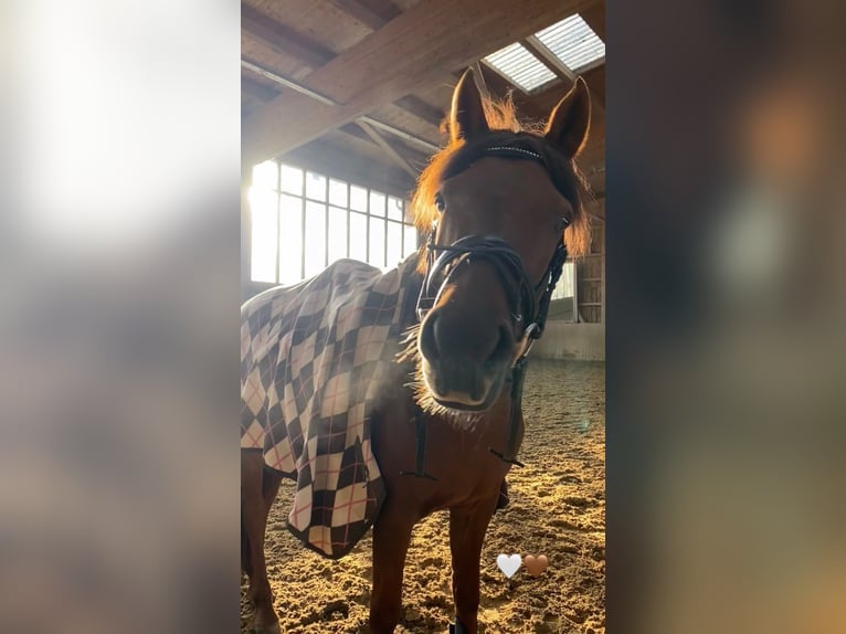 Pony tedesco Giumenta 10 Anni 142 cm Sauro in Gräfelfing