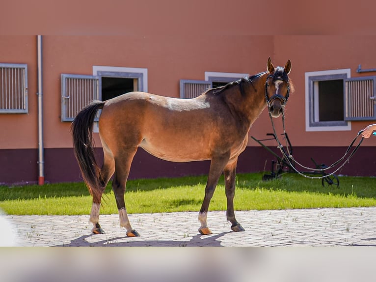 Pony tedesco Mix Giumenta 10 Anni 143 cm Baio in Wittichenau