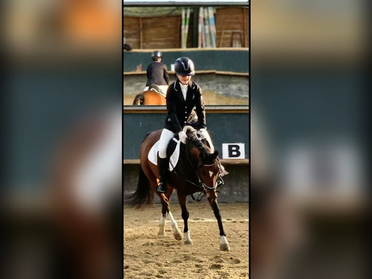 Pony tedesco Giumenta 10 Anni 144 cm Baio in Weimar