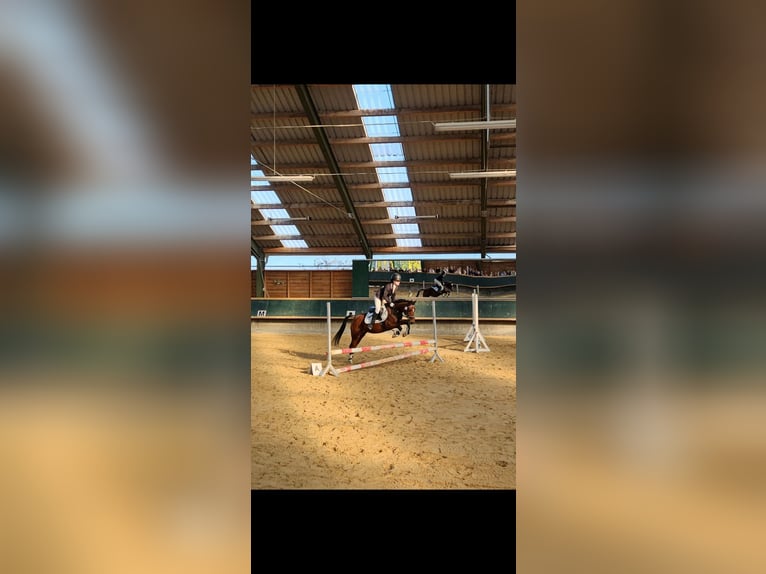 Pony tedesco Giumenta 10 Anni 144 cm Baio in Weimar