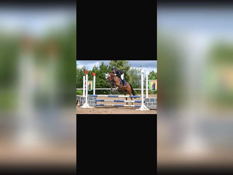 Pony tedesco Giumenta 10 Anni 144 cm Baio in Weimar