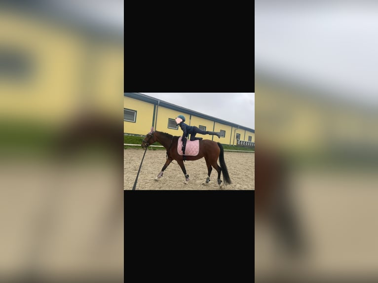 Pony tedesco Giumenta 10 Anni 144 cm Baio in Weimar