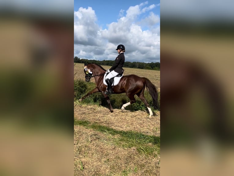 Pony tedesco Giumenta 10 Anni 144 cm Sauro scuro in Wendeburg