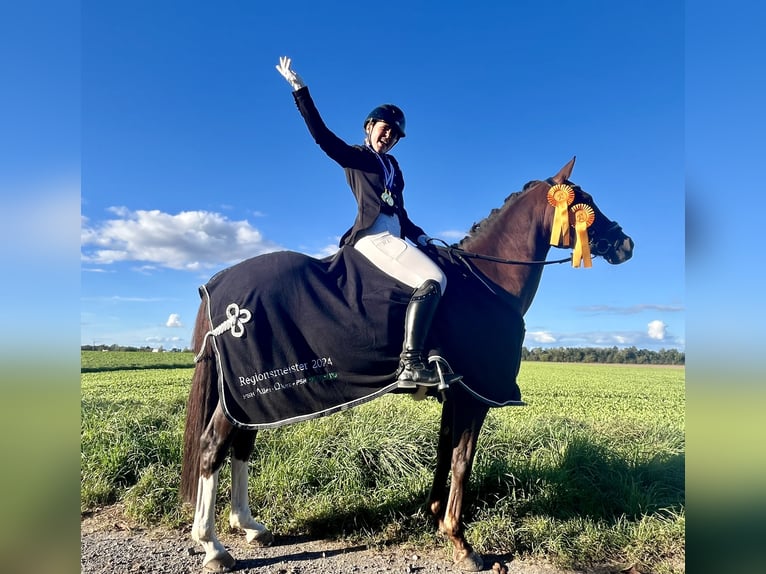 Pony tedesco Giumenta 10 Anni 144 cm Sauro scuro in Wendeburg