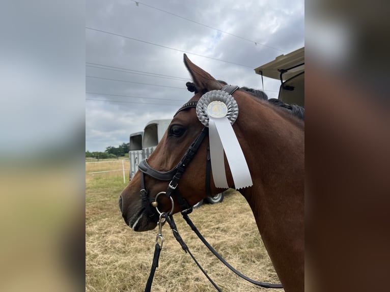 Pony tedesco Giumenta 10 Anni 145 cm Baio in Soltau