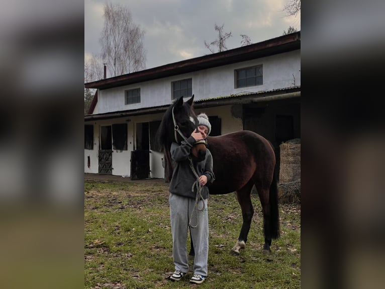 Pony tedesco Giumenta 10 Anni 145 cm Baio scuro in Szczecin