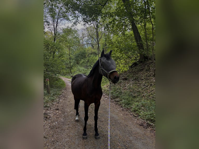Pony tedesco Giumenta 10 Anni 145 cm Baio scuro in Szczecin