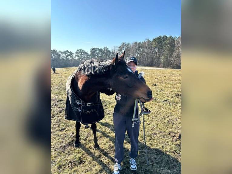 Pony tedesco Giumenta 10 Anni 145 cm Baio scuro in Szczecin