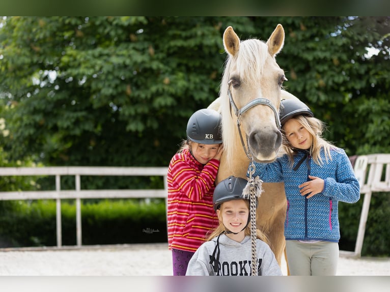 Pony tedesco Giumenta 10 Anni 145 cm Palomino in Hessisch Lichtenau