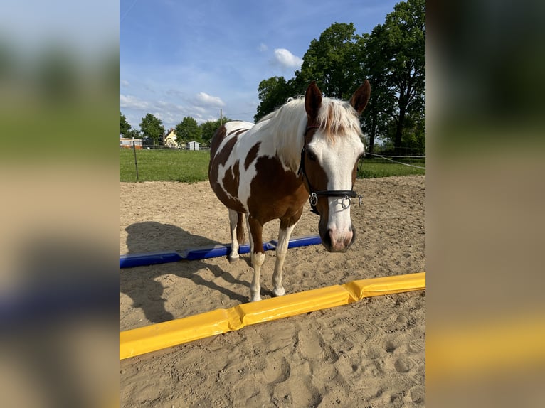 Pony tedesco Giumenta 10 Anni 145 cm Pezzato in Nauen