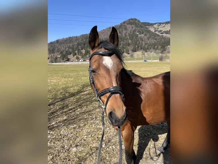 Pony tedesco Giumenta 10 Anni 146 cm Baio in Bayrischzell