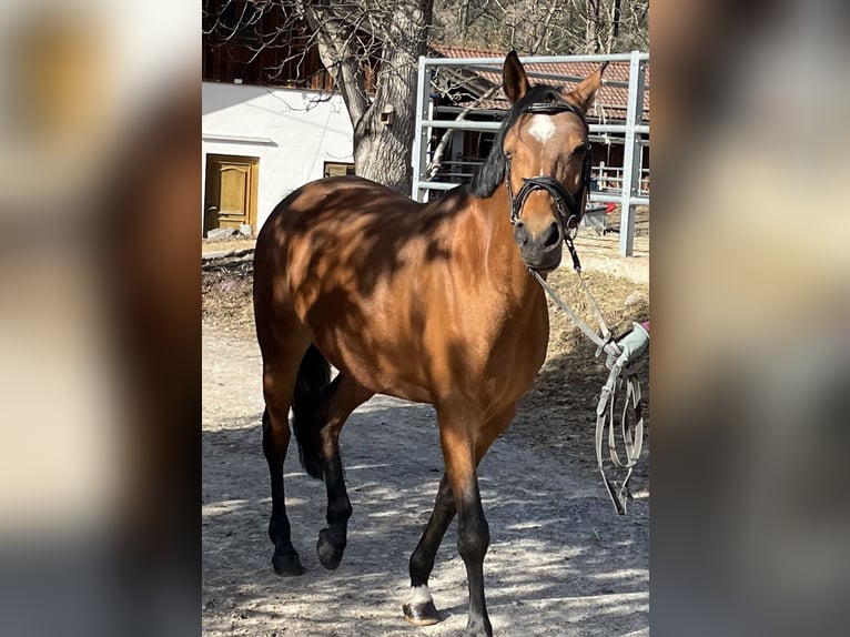 Pony tedesco Giumenta 10 Anni 146 cm Baio in Bayrischzell