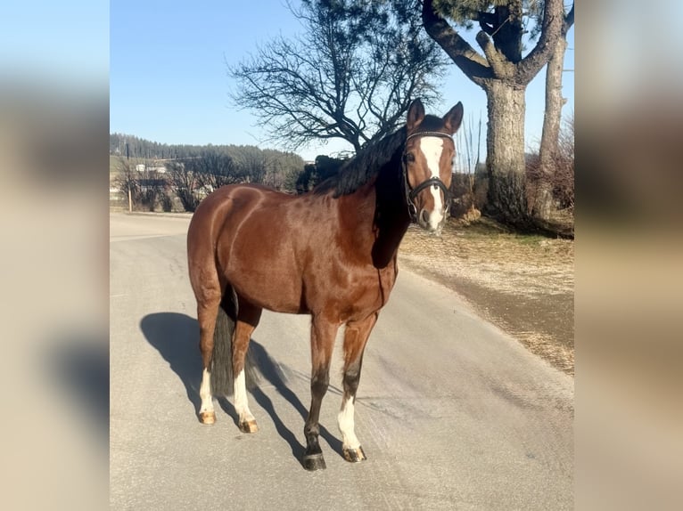 Pony tedesco Giumenta 10 Anni 146 cm Baio in Pelmberg