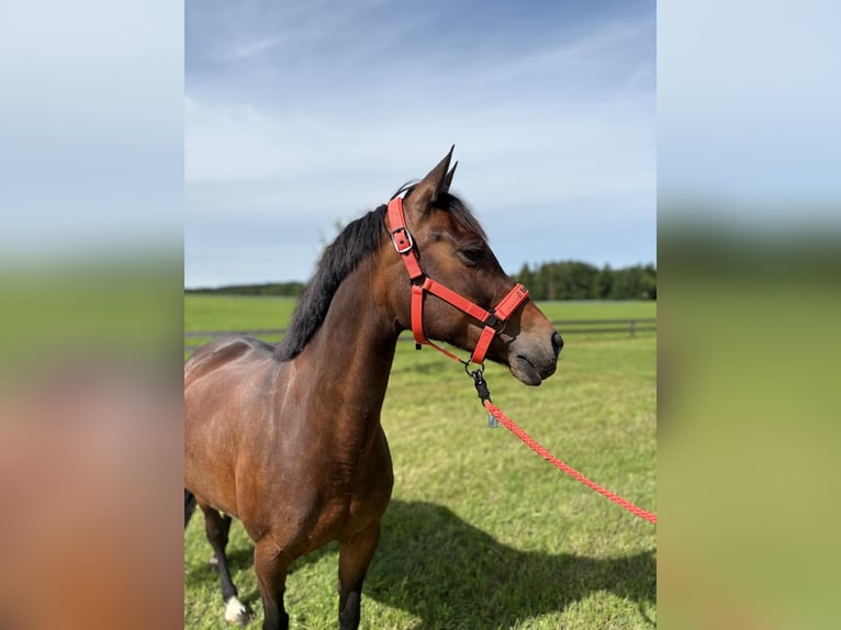 Pony tedesco Giumenta 10 Anni 146 cm Baio in Taiskirchen