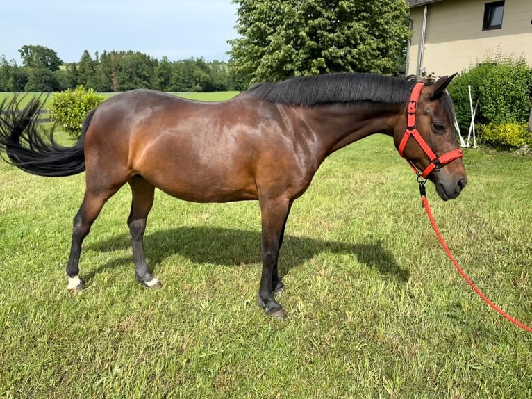 Pony tedesco Giumenta 10 Anni 146 cm Baio in Taiskirchen