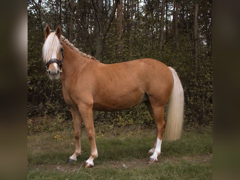 Pony tedesco Giumenta 10 Anni 146 cm in Tobaj