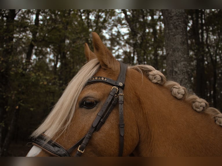 Pony tedesco Giumenta 10 Anni 146 cm in Tobaj