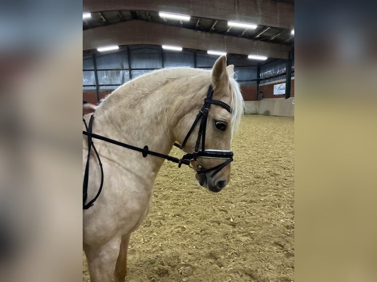 Pony tedesco Giumenta 10 Anni 146 cm Falbo in M&#xFC;nster