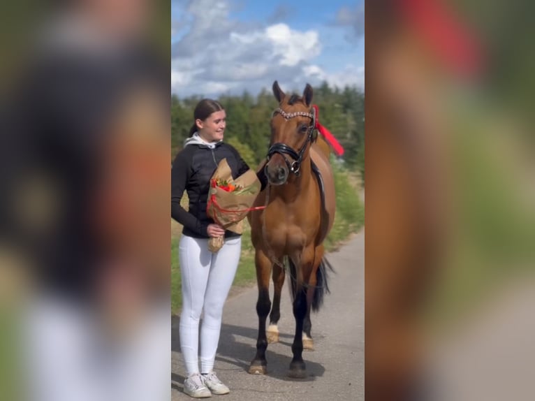Pony tedesco Giumenta 10 Anni 146 cm Falbo in Ringsted