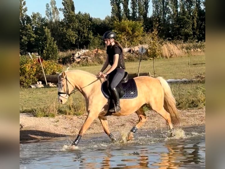 Pony tedesco Giumenta 10 Anni 146 cm Palomino in Kloster Lehnin