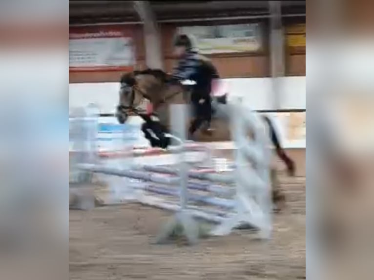 Pony tedesco Giumenta 10 Anni 146 cm Pelle di daino in Dreetz