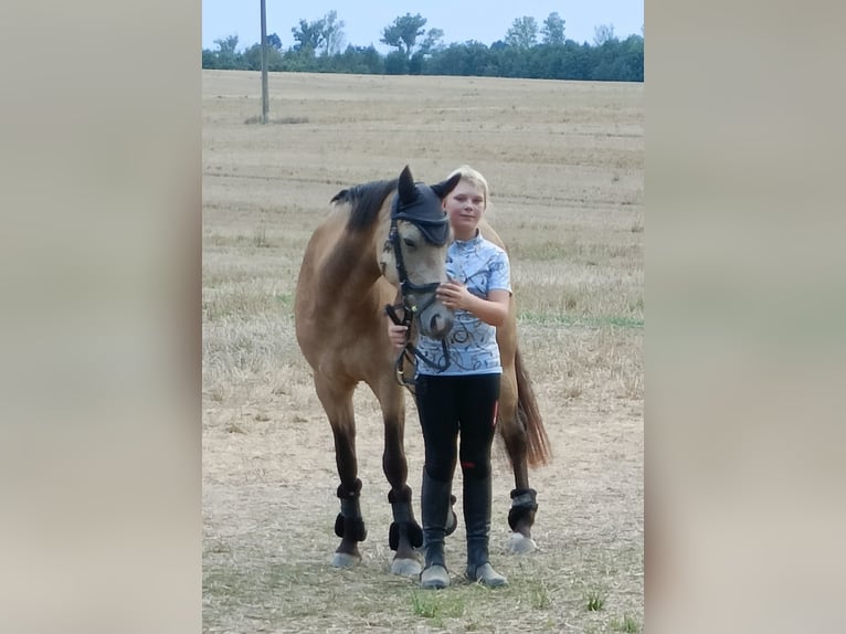Pony tedesco Giumenta 10 Anni 146 cm Pelle di daino in Dreetz